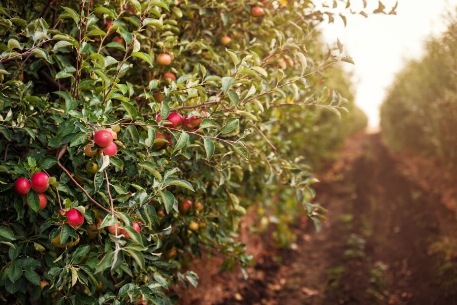 Apple orchards which are popular places to visit in Portland, Maine in October