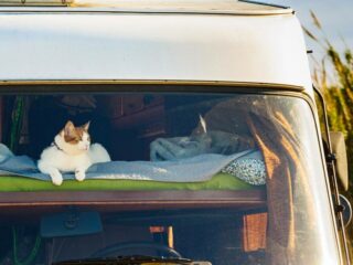 A cat enjoying the RVing lifestyle