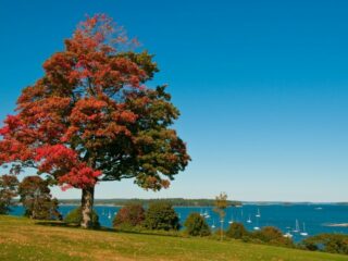 A colorful tree in Portland, Maine in the fall