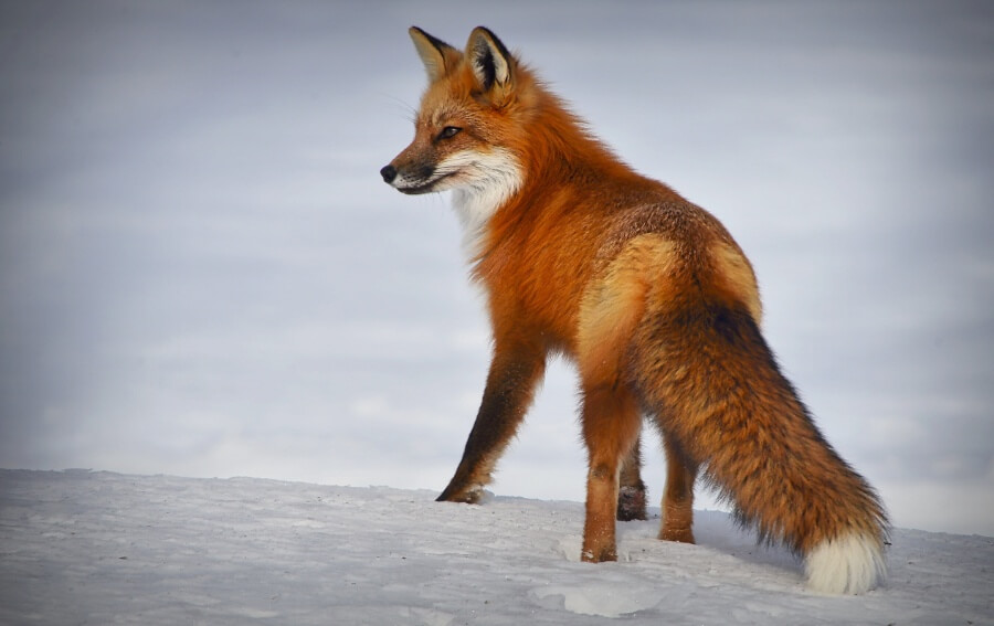 A red fox in the Maine winter