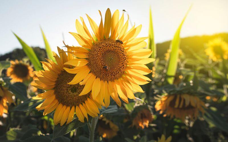 A sunflower field in Texas
