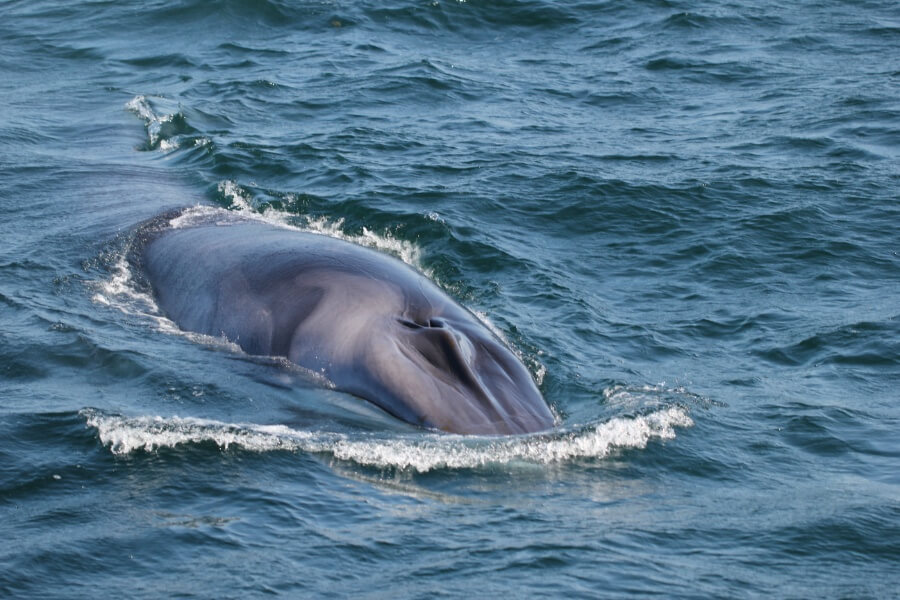 Whale watching off the coast of Portland, Maine