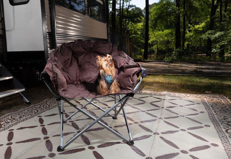 A dog in a chair on a outdoor rug