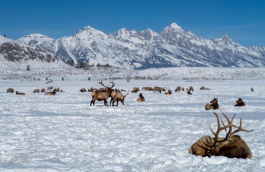 Elk in Jackson, Wyoming