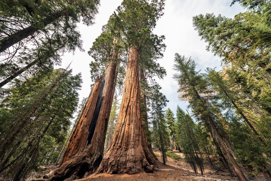 Redwoods National Forest