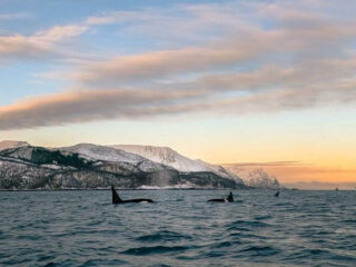 Orcas breaching the waters in Norway during sunset with mountains in the background