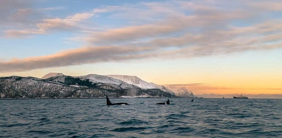 Orcas breaching the waters in Norway during sunset with mountains in the background