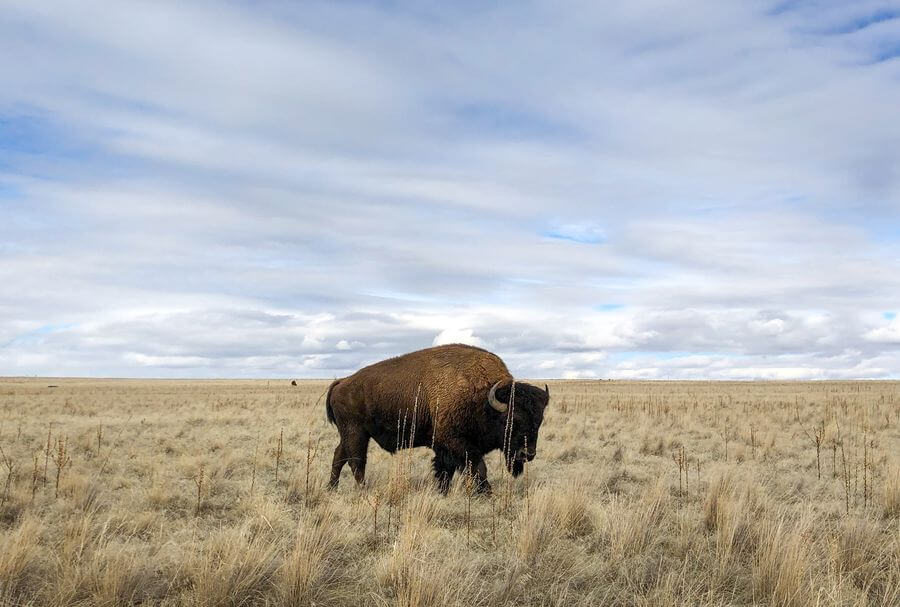 A portrait of a bison walking across yellowed grass