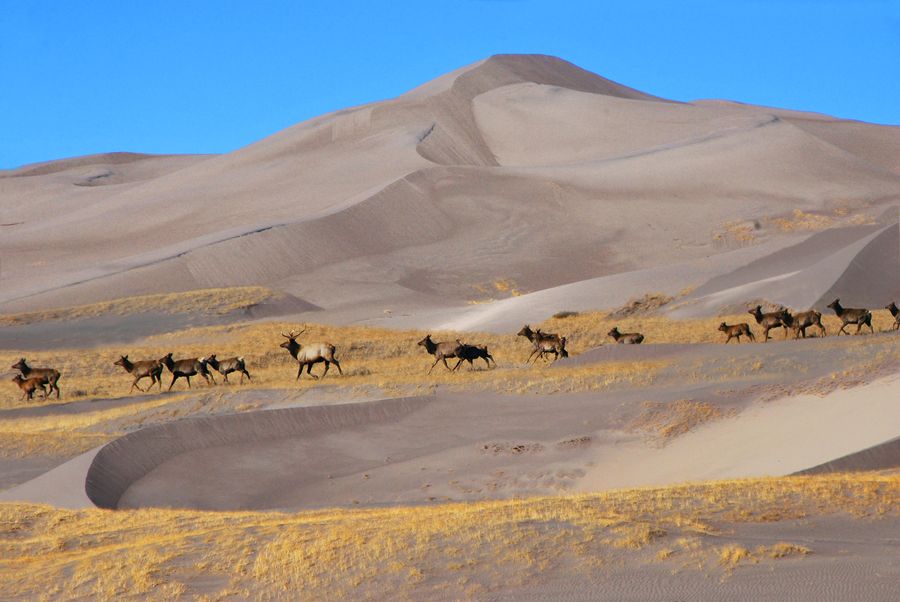 Great Sand Dunes National Park and Preserve