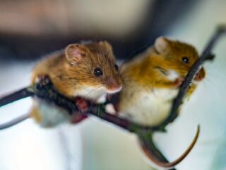 Mice that you want to keep out of your camper