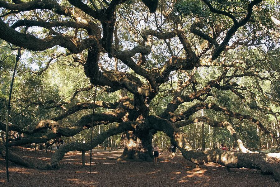 The iconic Angel Oak Tree