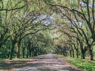 Scenery you can see on a Charleston to Savannah road trip