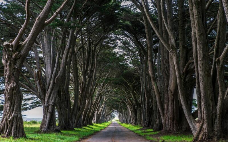 Point Ryes Trees 15 Best Things To Do In Point Reyes National Seashore