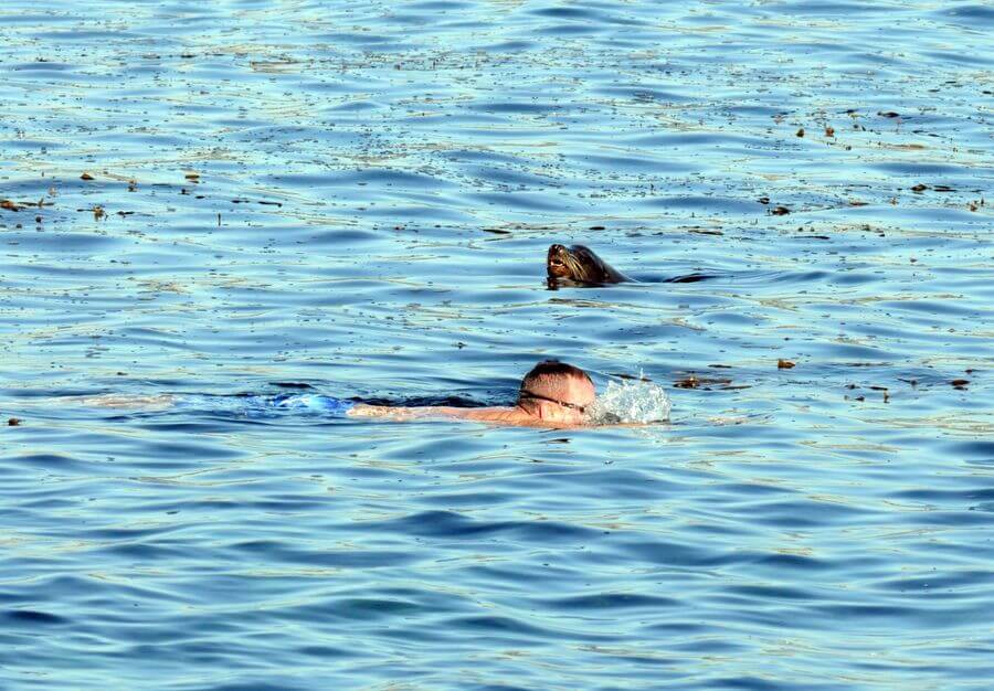 A swimmer near a seal at the La Jolla Underwater Park