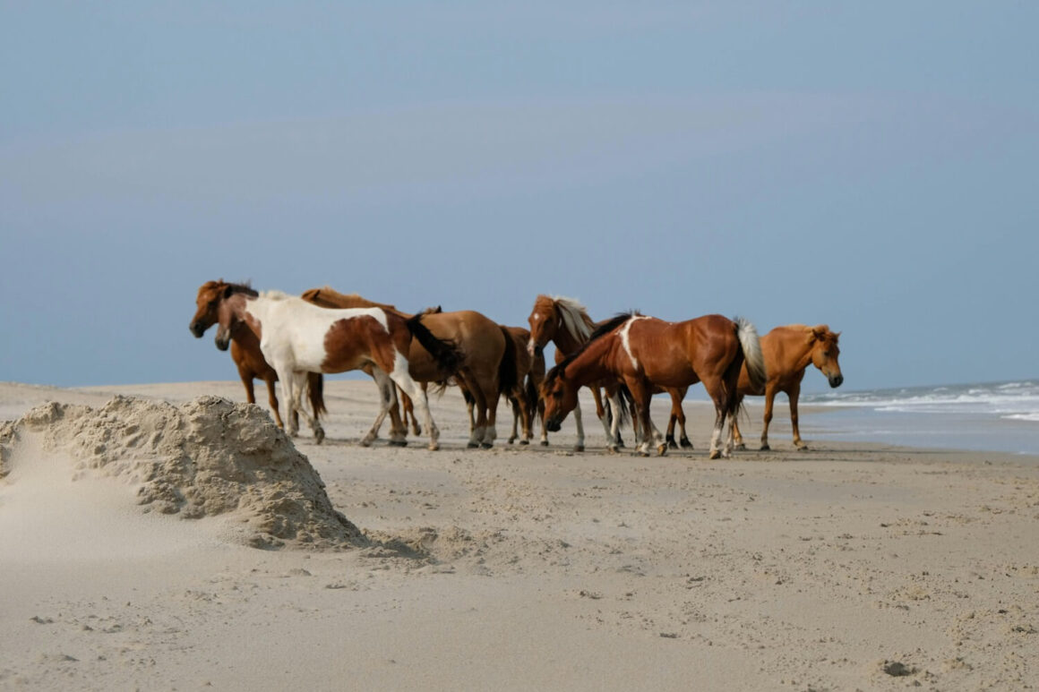 Assateague Island