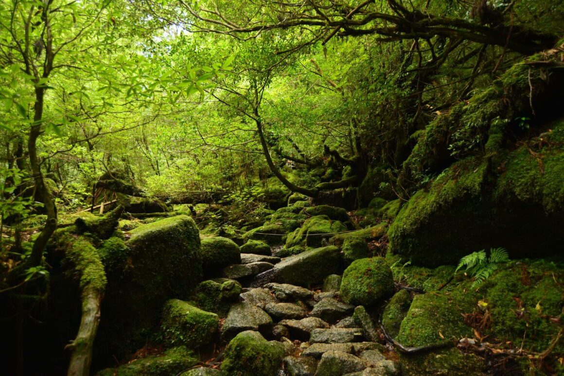 Yakushima, Kagoshima Prefecture