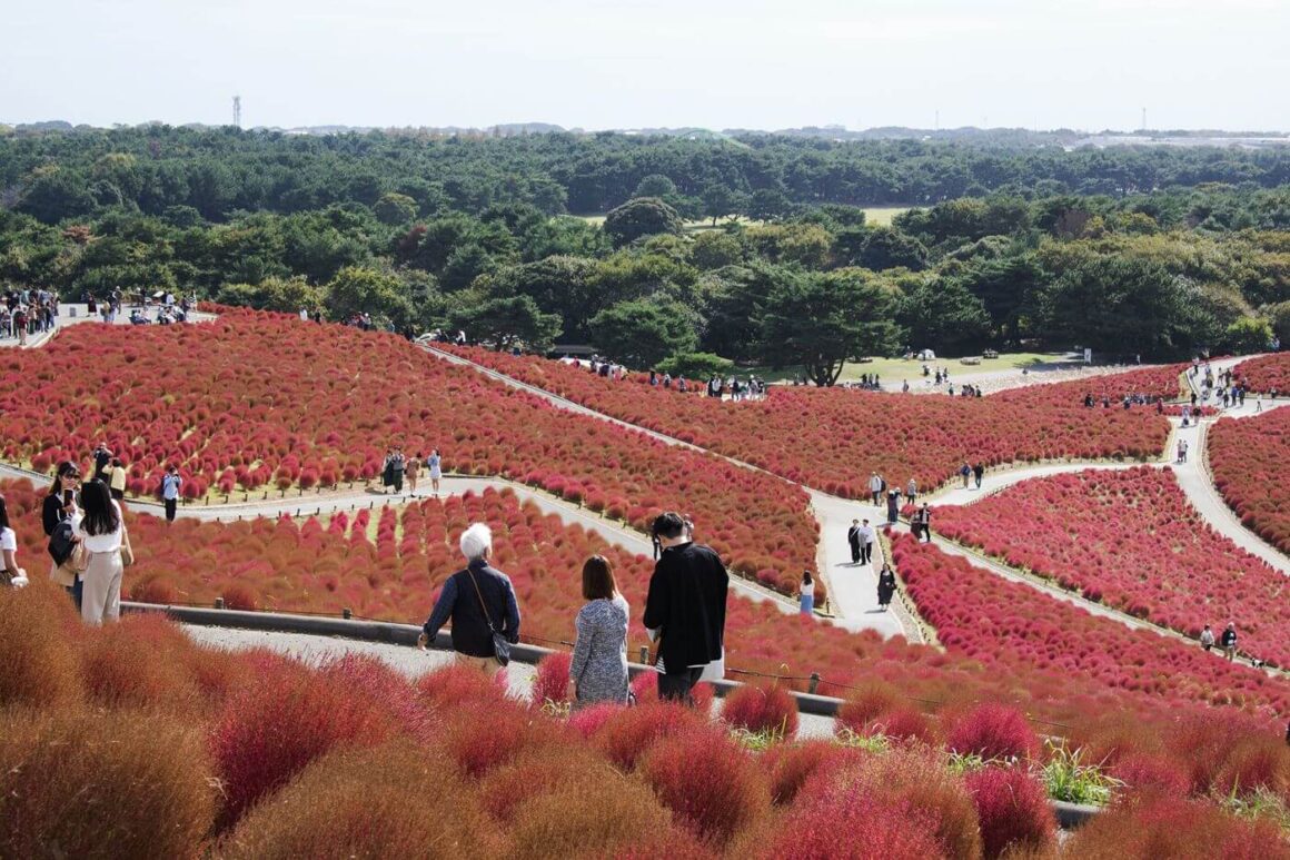 Hitachi Seaside Park