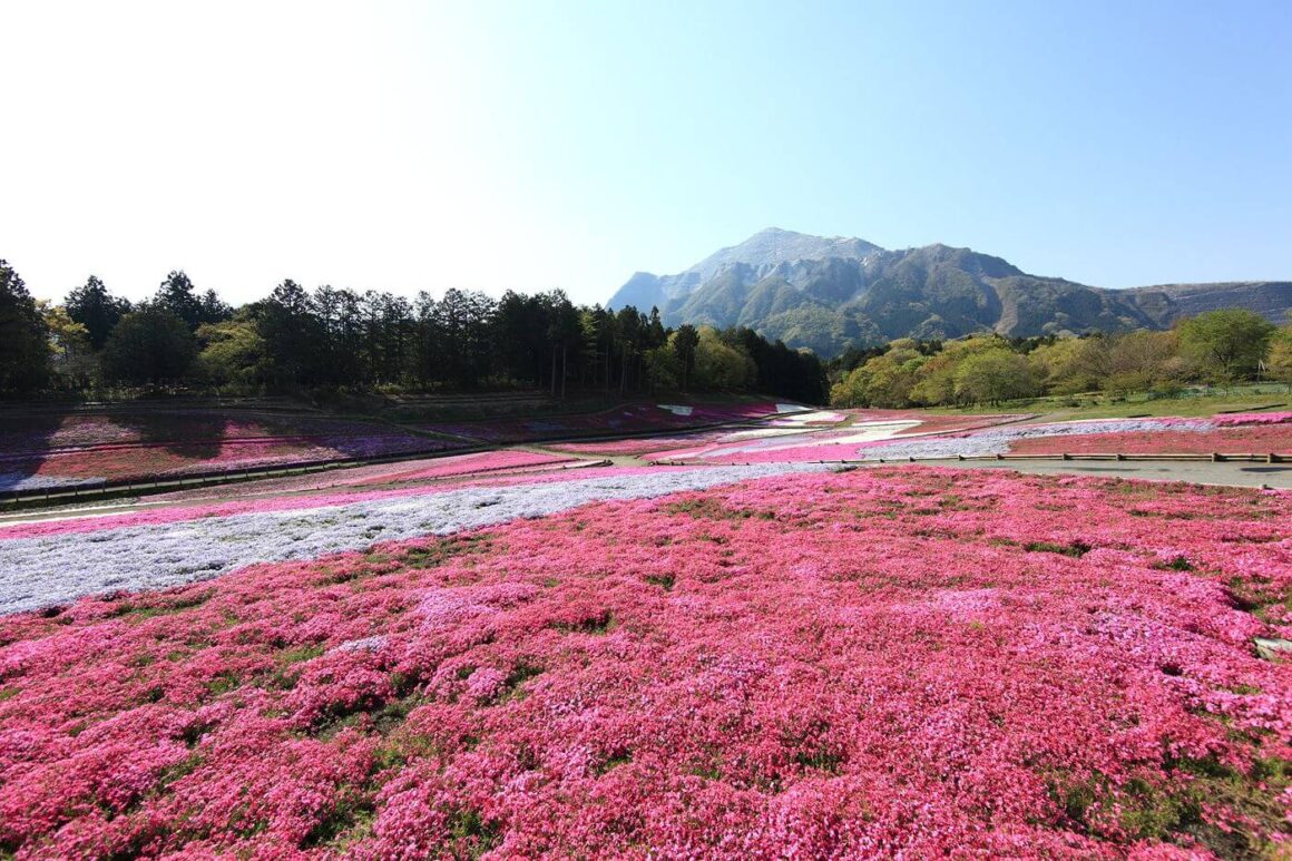 Hitsujiyama Park