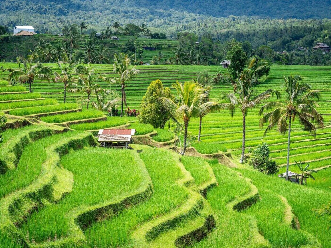 Jatiluwih Rice Terrace