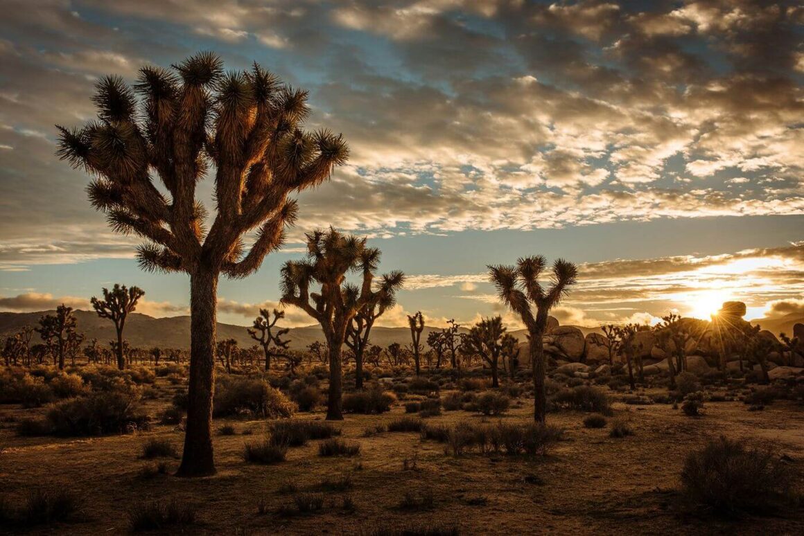 Joshua Tree National Park
