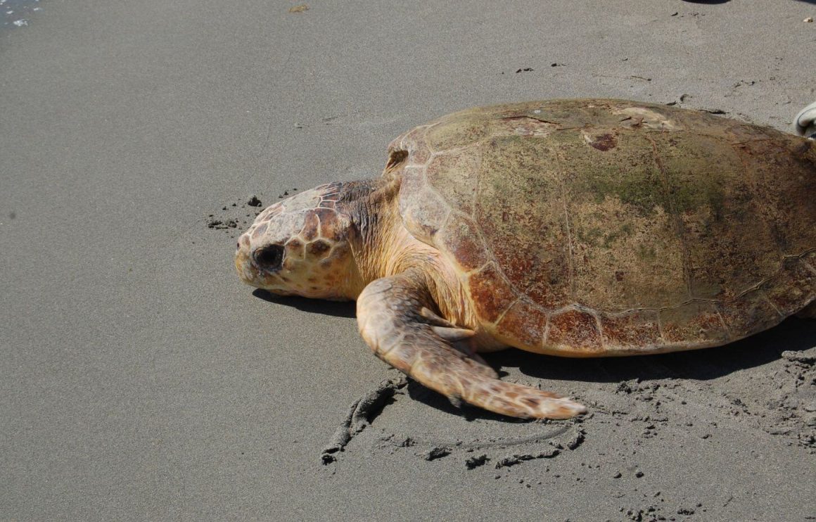 Loggerhead Turtle