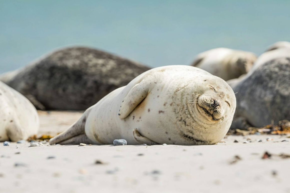 Piedras Blancas Elephant Seal Rookery