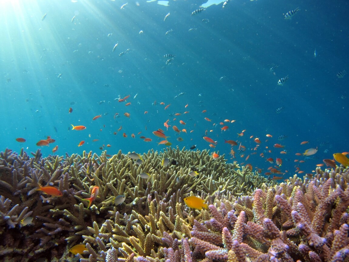 A Hawaiian reef
