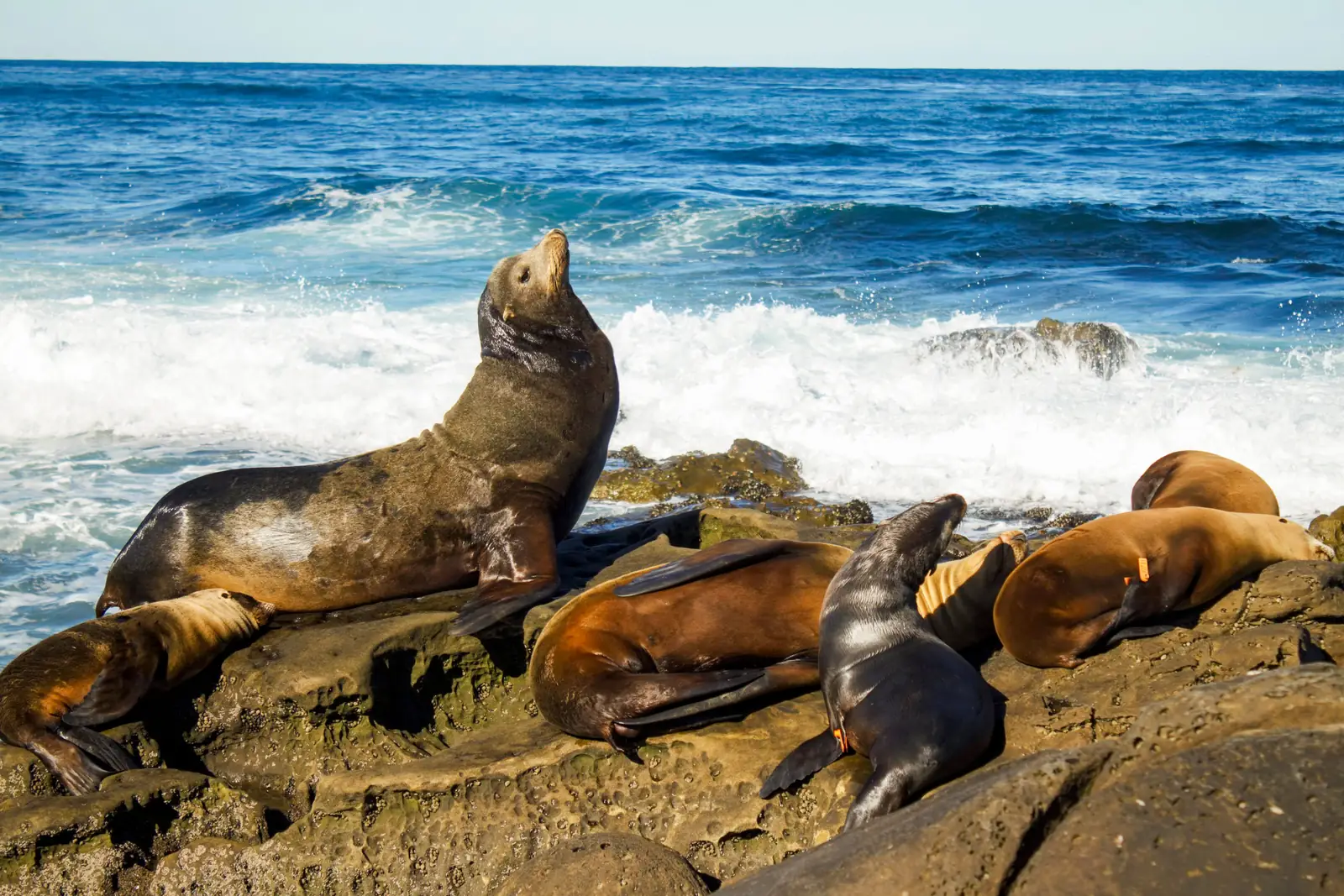 Sea lions resting on the rocks at La Jolla Cove in San Diego