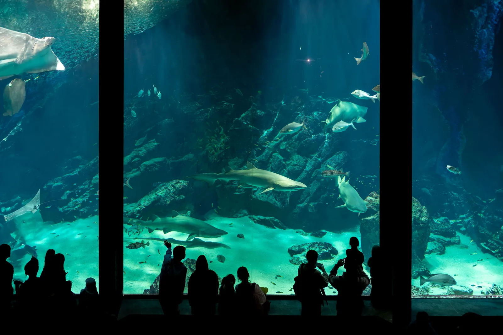 Visitors watching a shark glide past a large aquarium tank