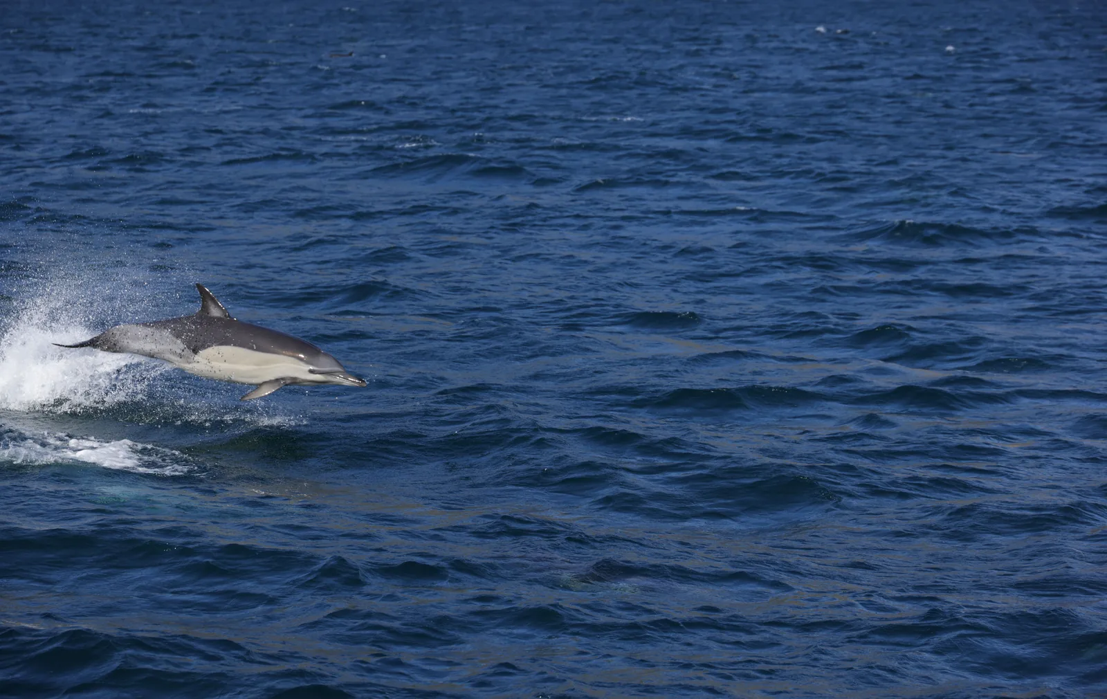A bottlenose dolphin surfacing in the open Atlantic