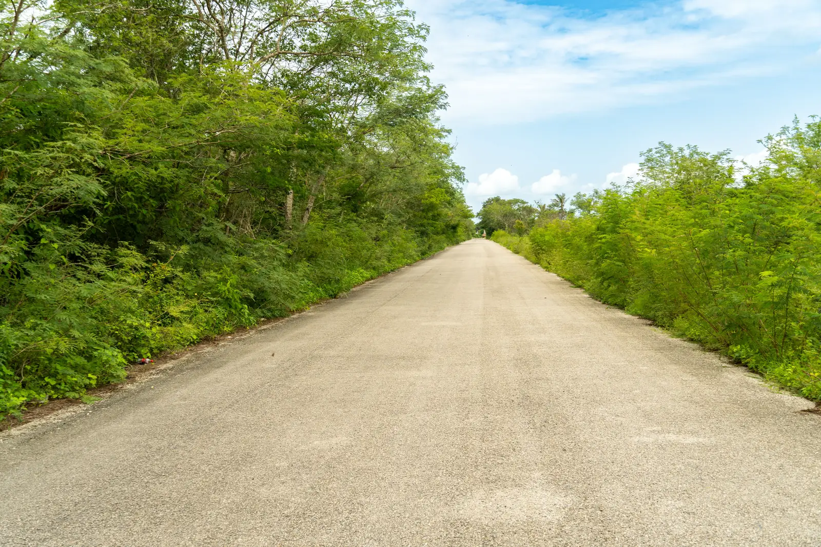 A quiet road running through dense green vegetation in the Yucatan