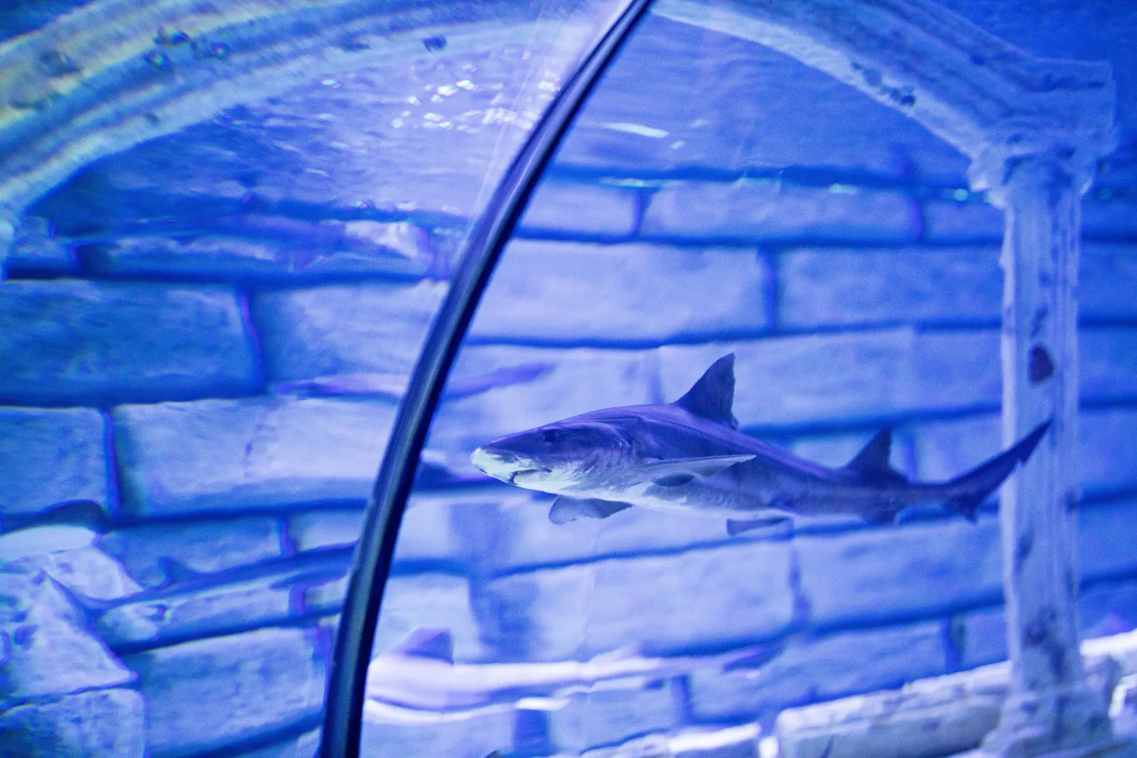 A shark swimming above a blue lit tunnel at an aquarium