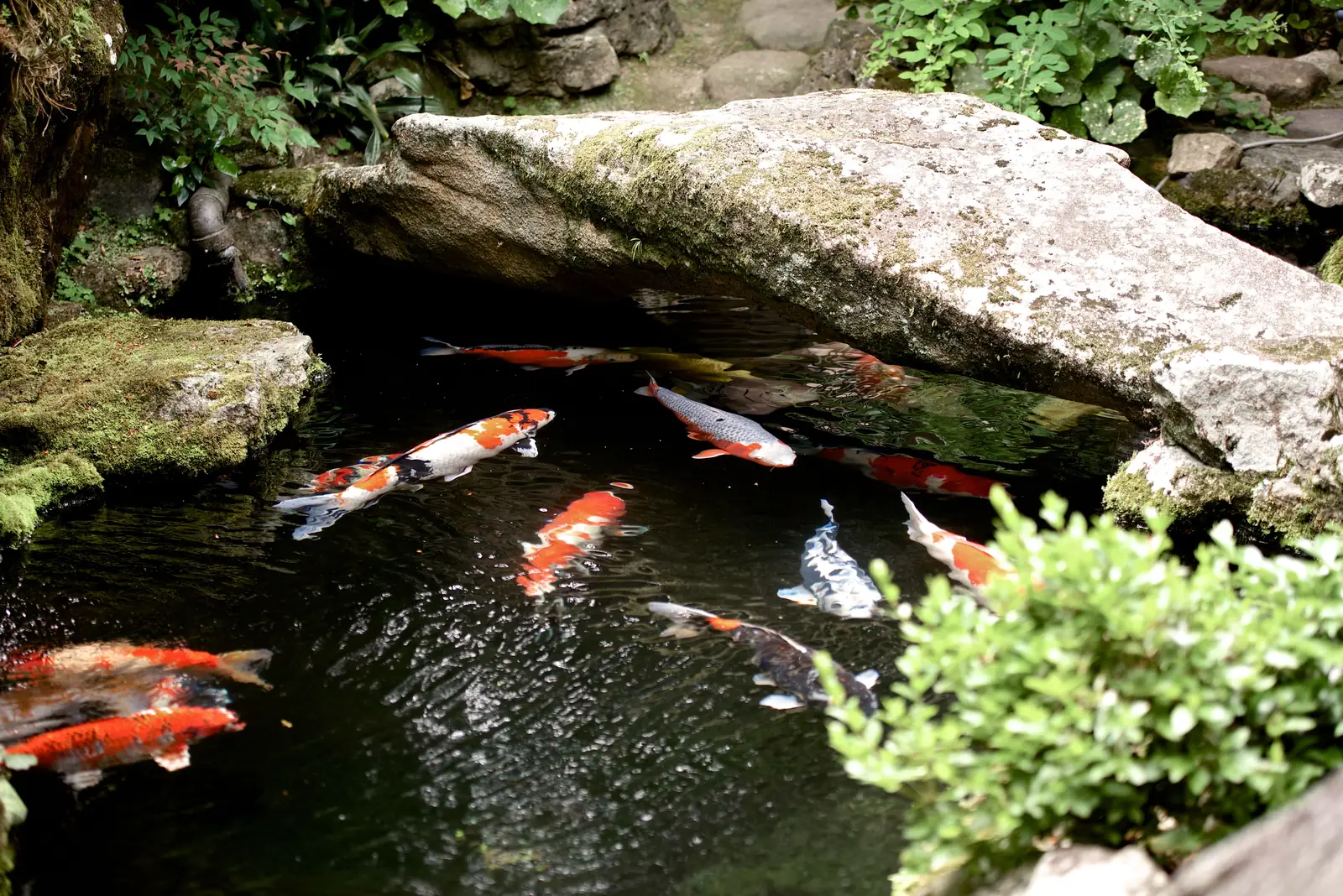 Koi swimming in a pond at a Japanese garden