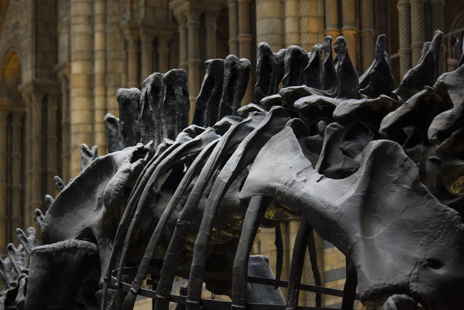 A large dinosaur skeleton on display in a natural history museum