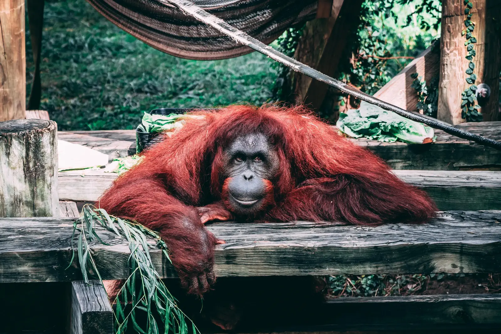 An orangutan resting at the zoo