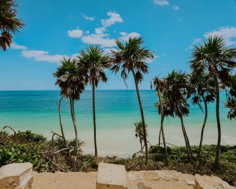 Palm trees leaning over the turquoise water of a beach in Tulum, Mexico