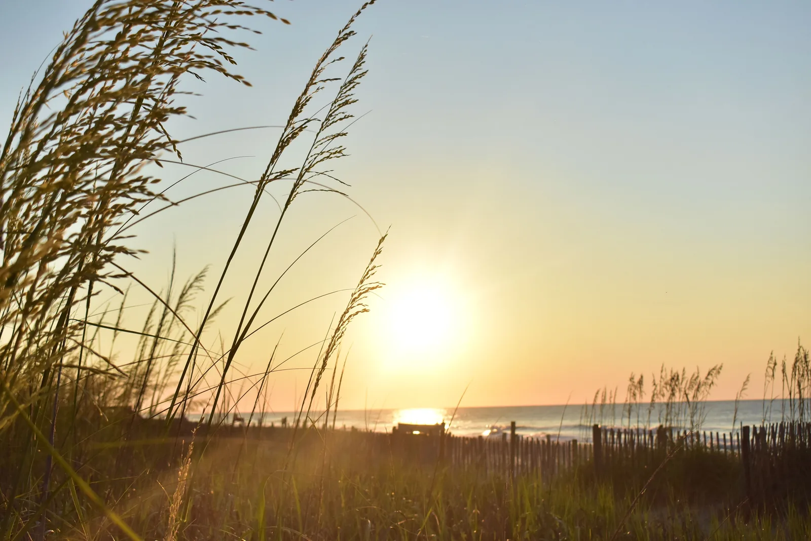 Sea oats on the dunes at sunrise along the Myrtle Beach shoreline