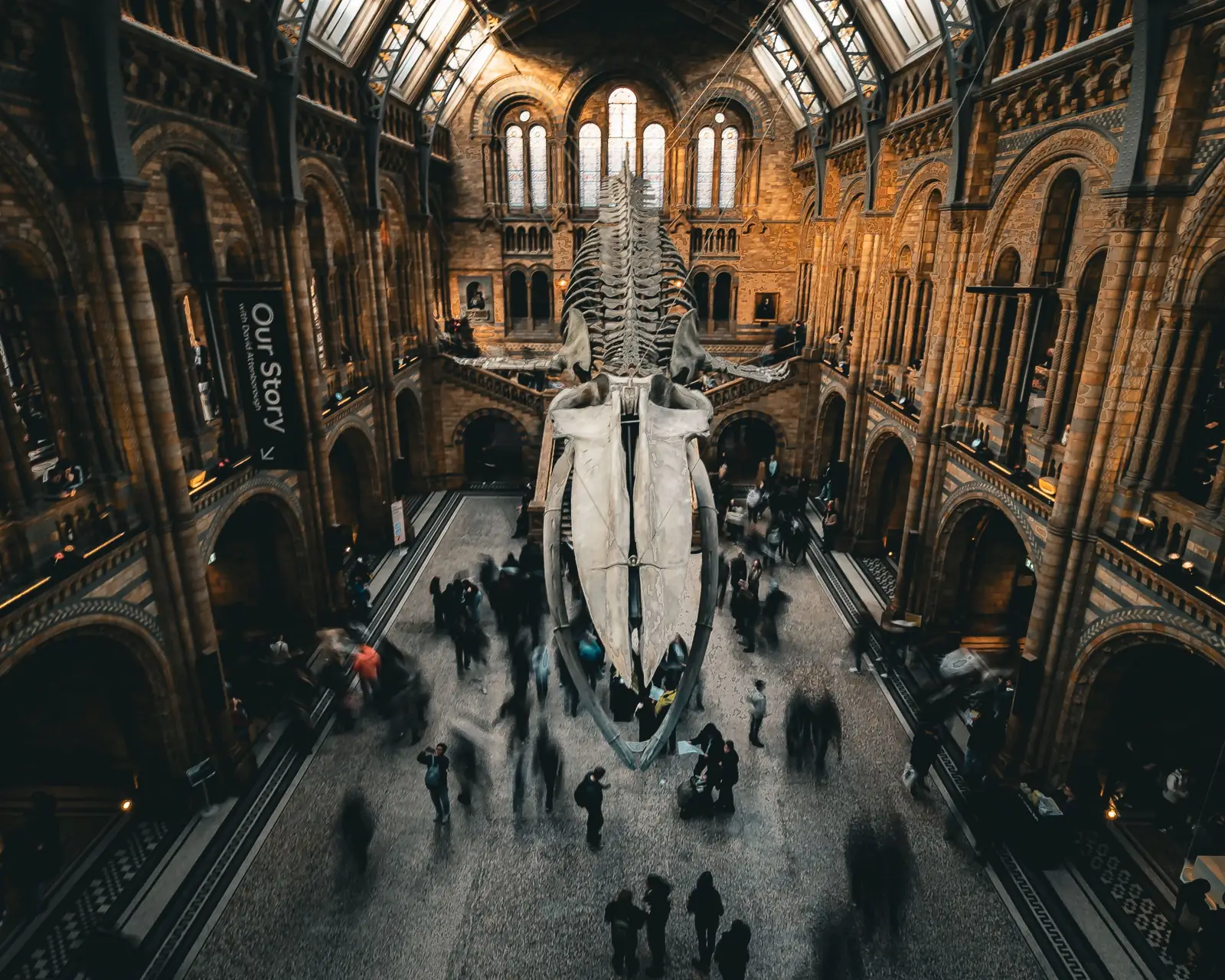 The blue whale skeleton hanging in the main hall of the Natural History Museum