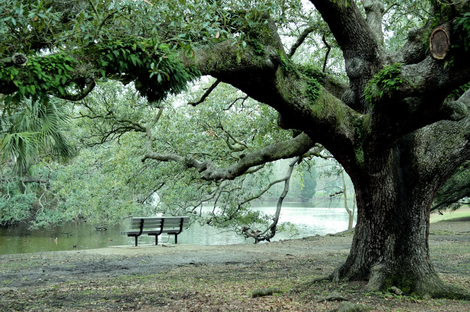 Live oak and a quiet bench by a lagoon in New Orleans City Park