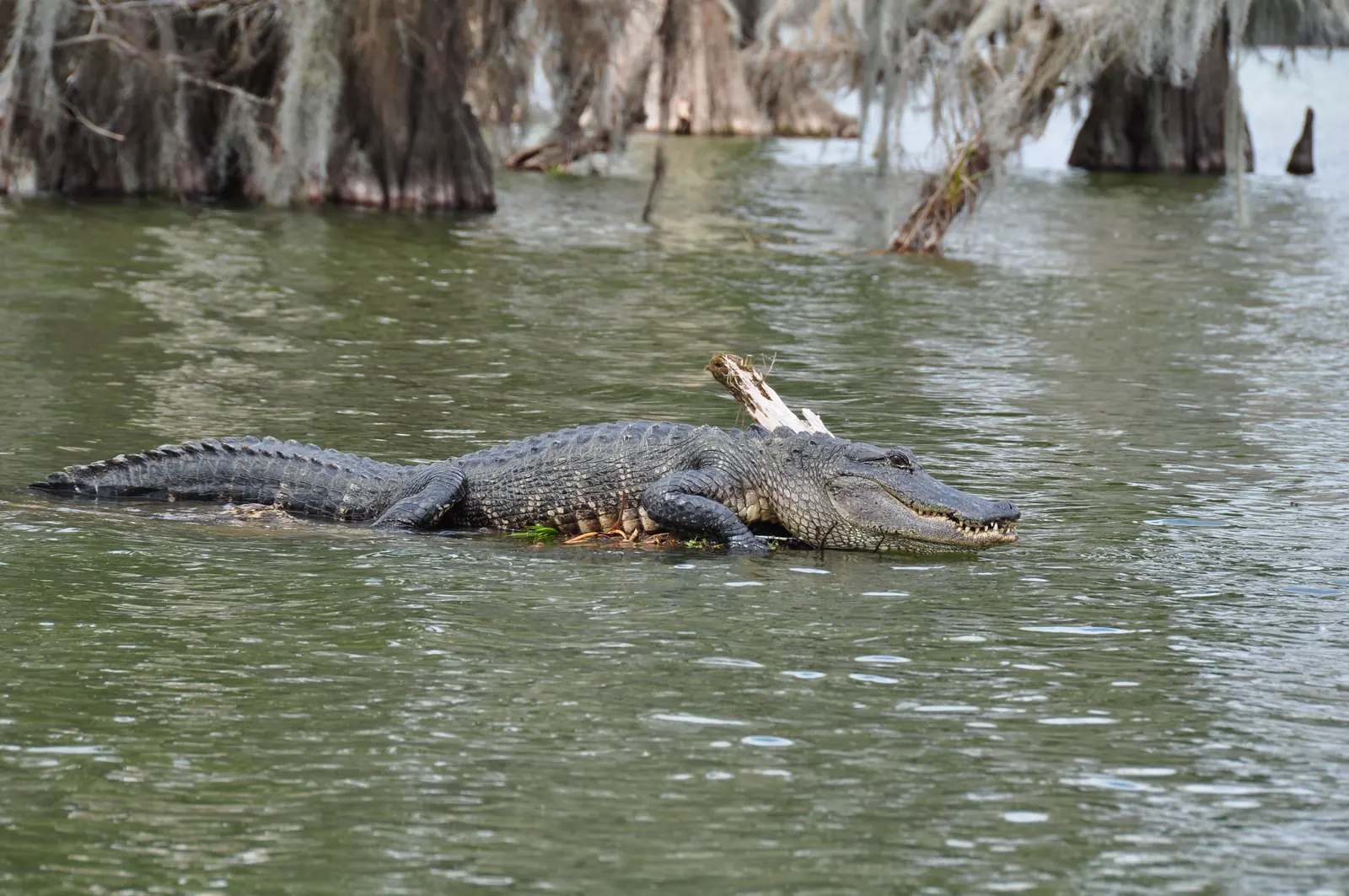 Cypress swamp and bayou on a New Orleans area swamp tour