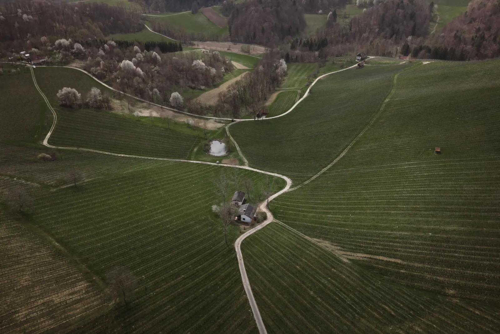 Rolling green vineyard hills with winding lanes and small farmhouses in southern Styria, Austria