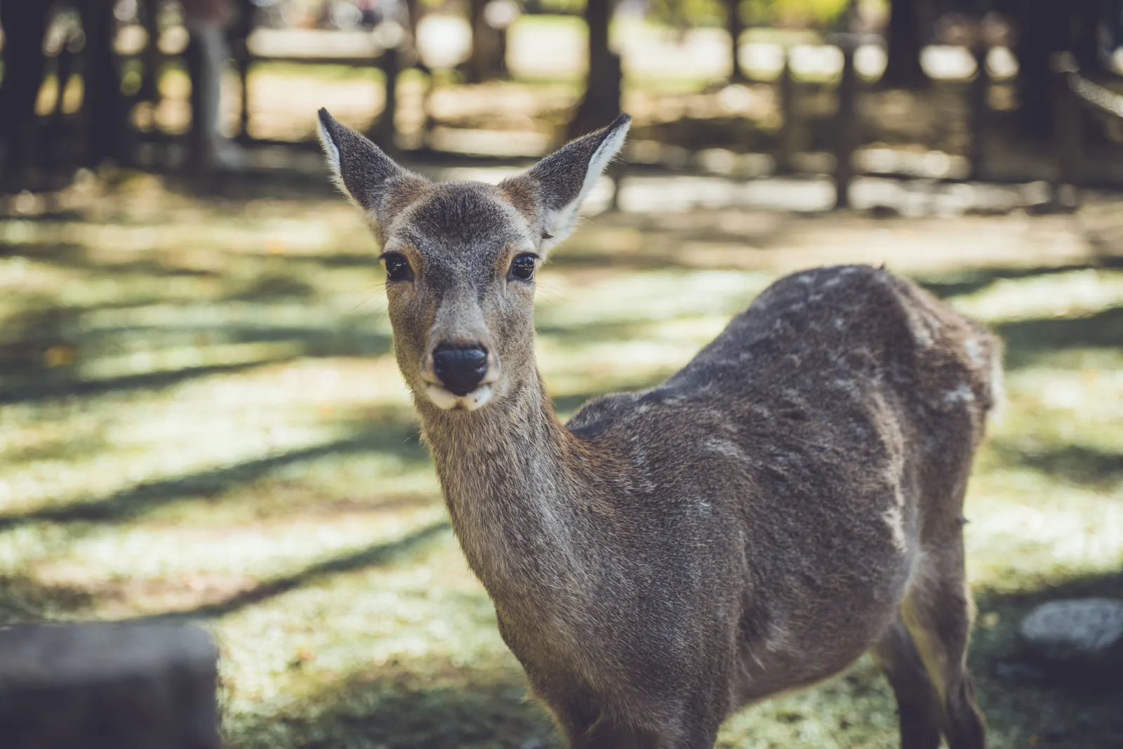 A sika deer standing in dappled shade in Nara Park