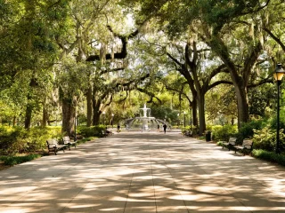 The oak walkway leading to the fountain in Forsyth Park, Savannah