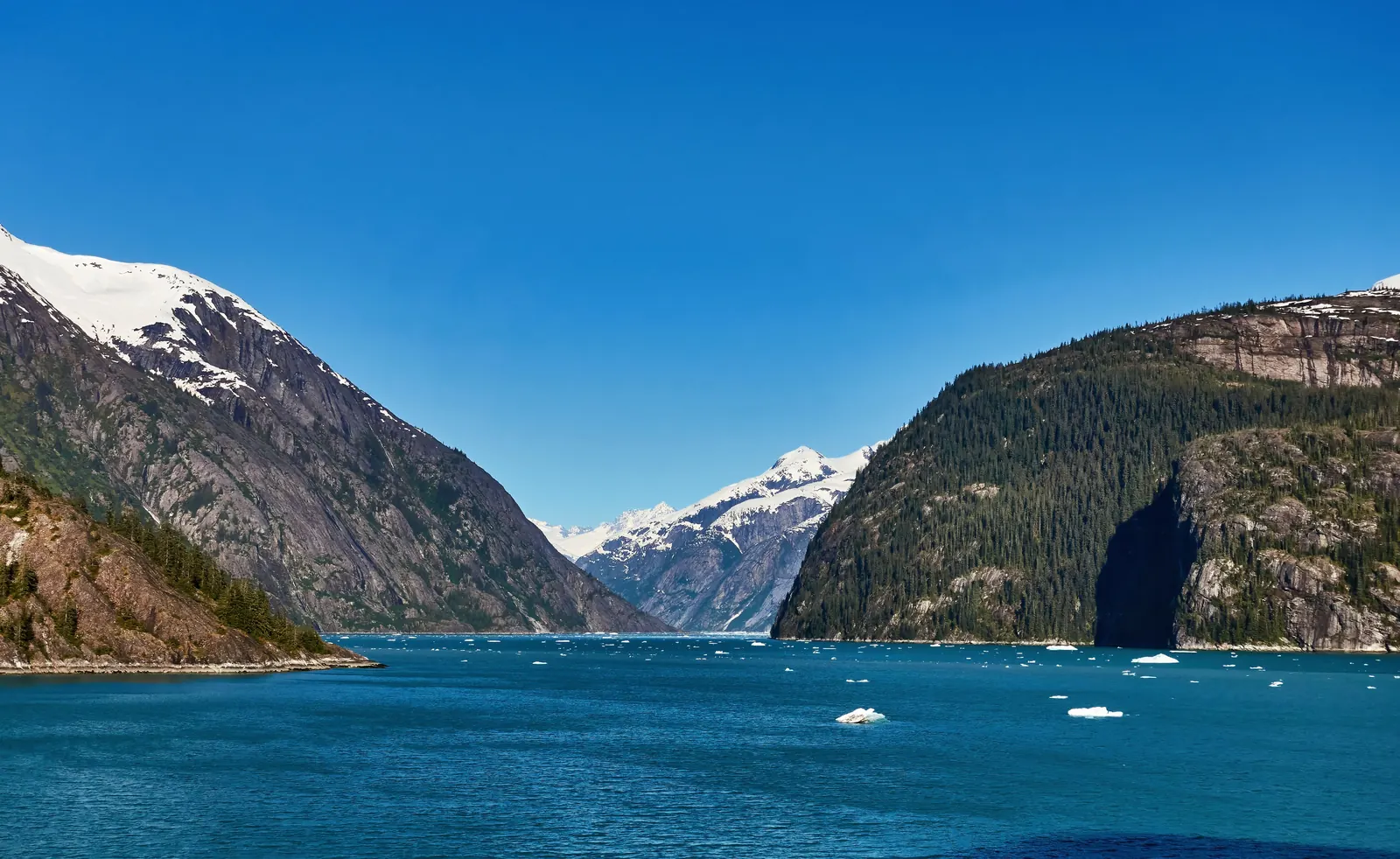 Icebergs drifting in a deep fjord between steep forested cliffs