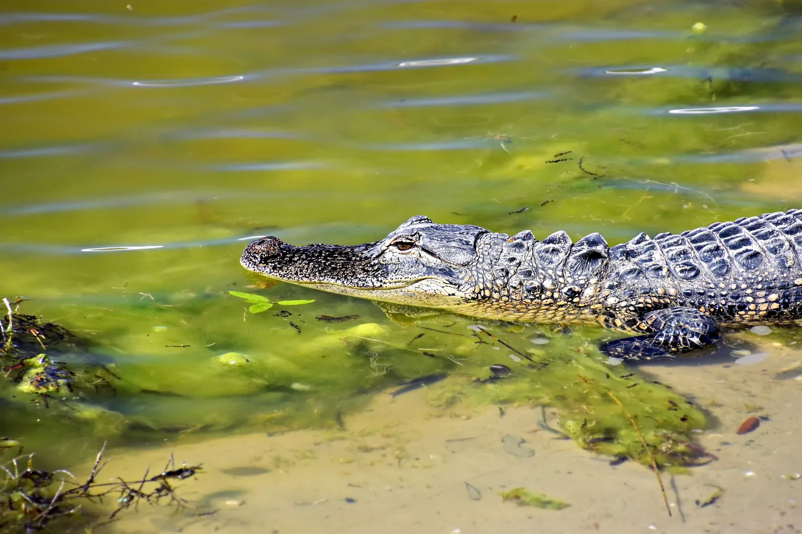 An American alligator resting at the edge of a green Florida wetland