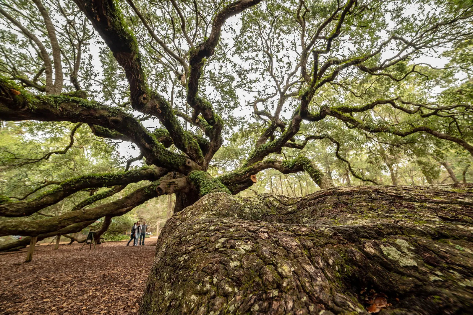 The Angel Oak on Johns Island with branches resting on the ground