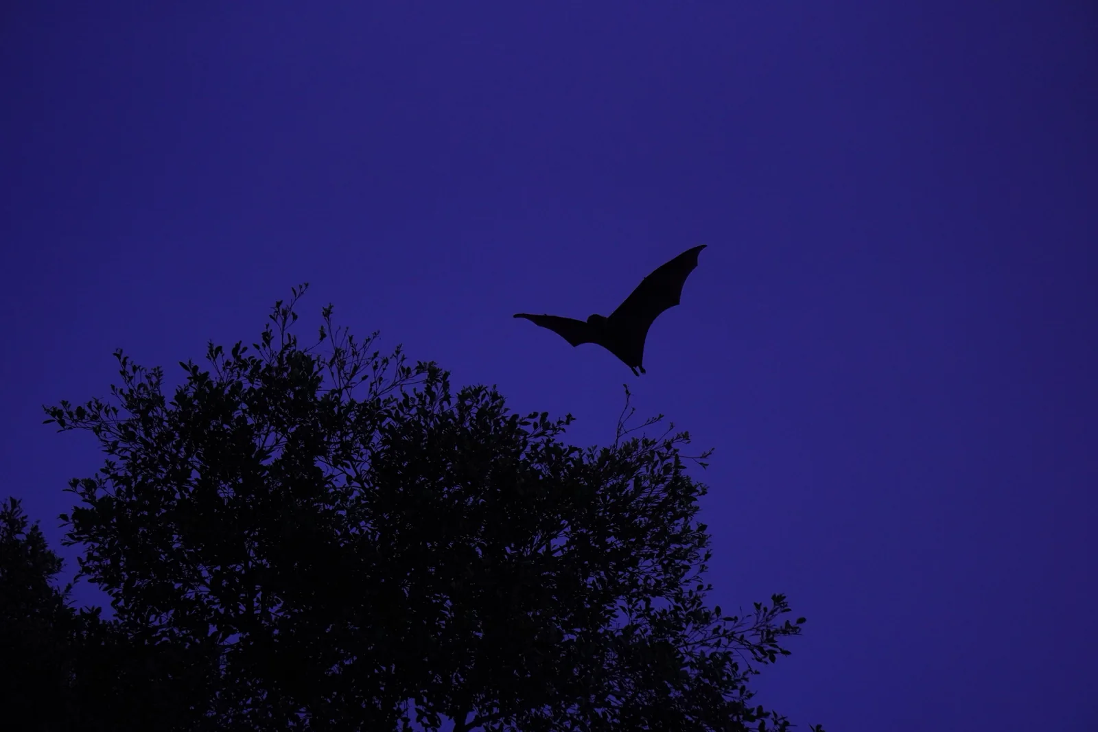 The silhouette of a bat in flight against a twilight sky