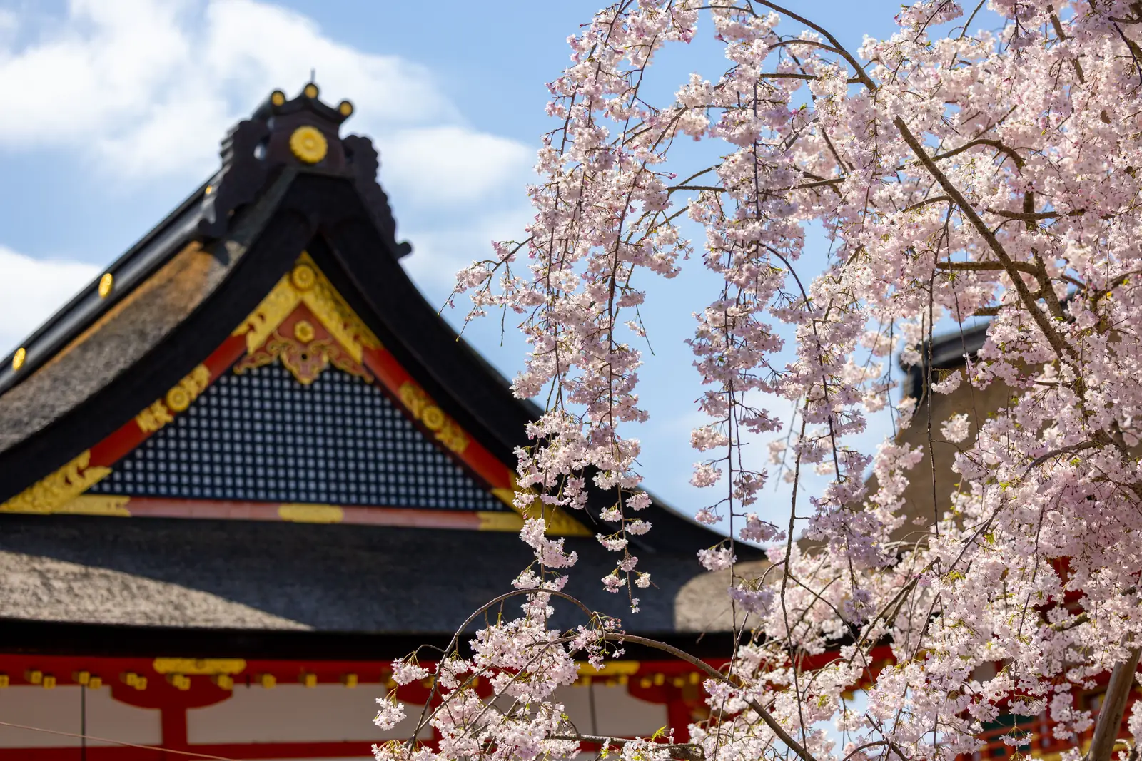 Cherry blossom branches in front of a temple roof in spring