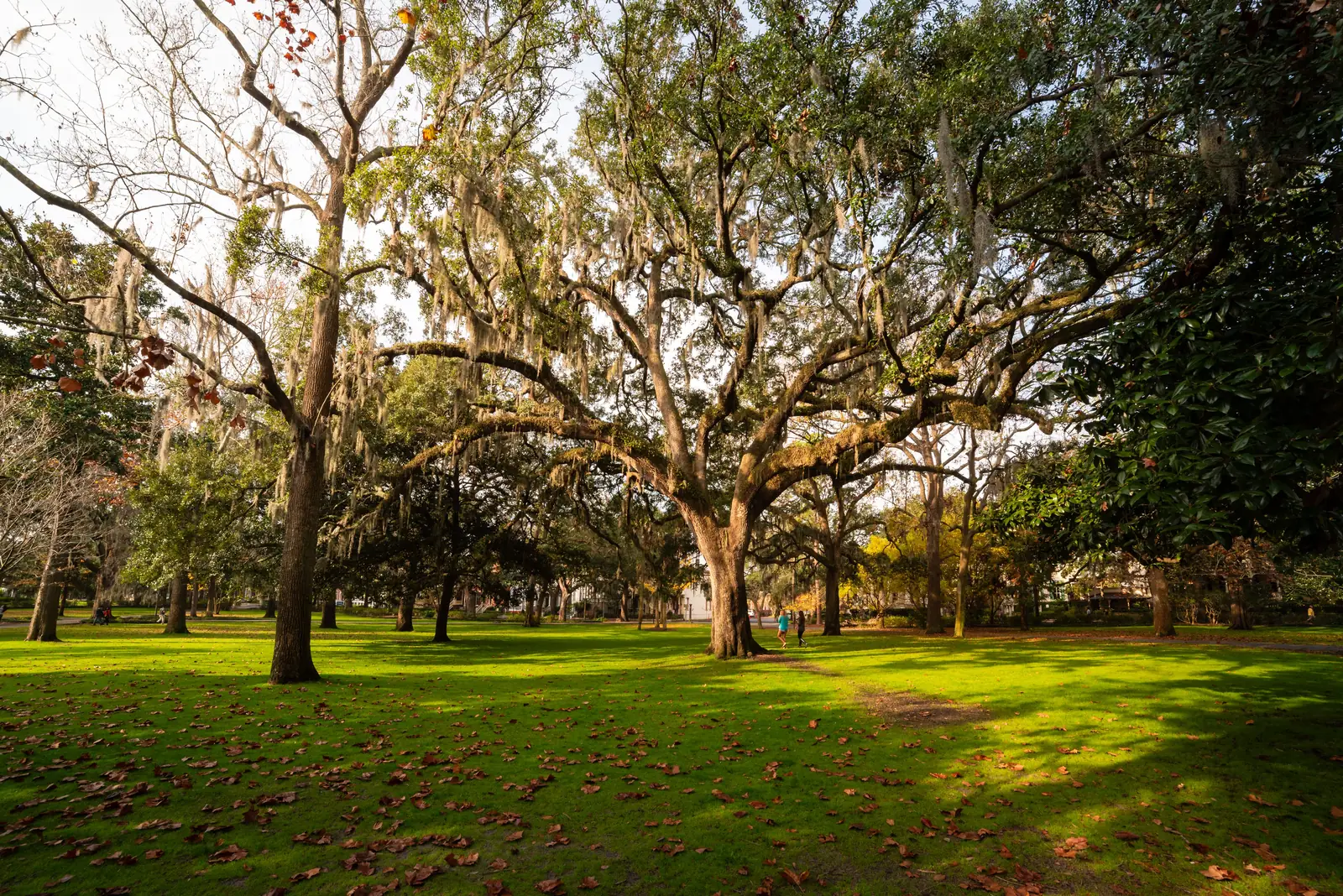 Live oaks spreading over the grass in Forsyth Park