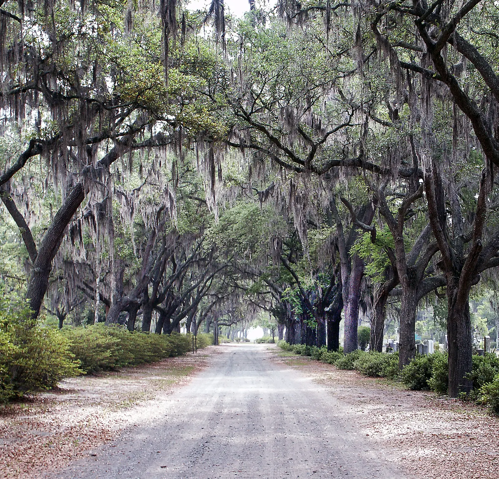 The oak avenue running through Bonaventure Cemetery
